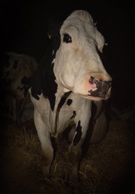 Cow